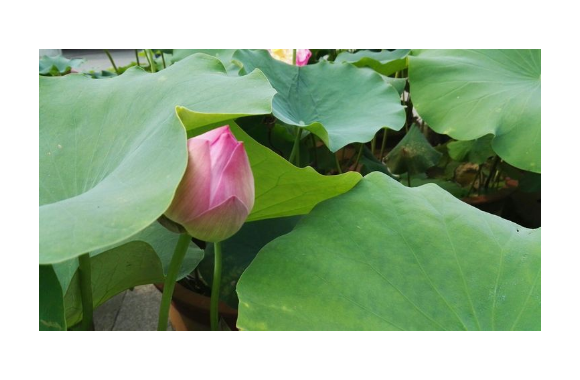 中华节气菜·芒种 | 忙来入暑荷花稚 种至梅雨泉水清